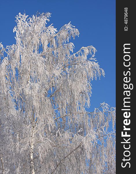Cold winter snow forest tree frozen. Cold winter snow forest tree frozen