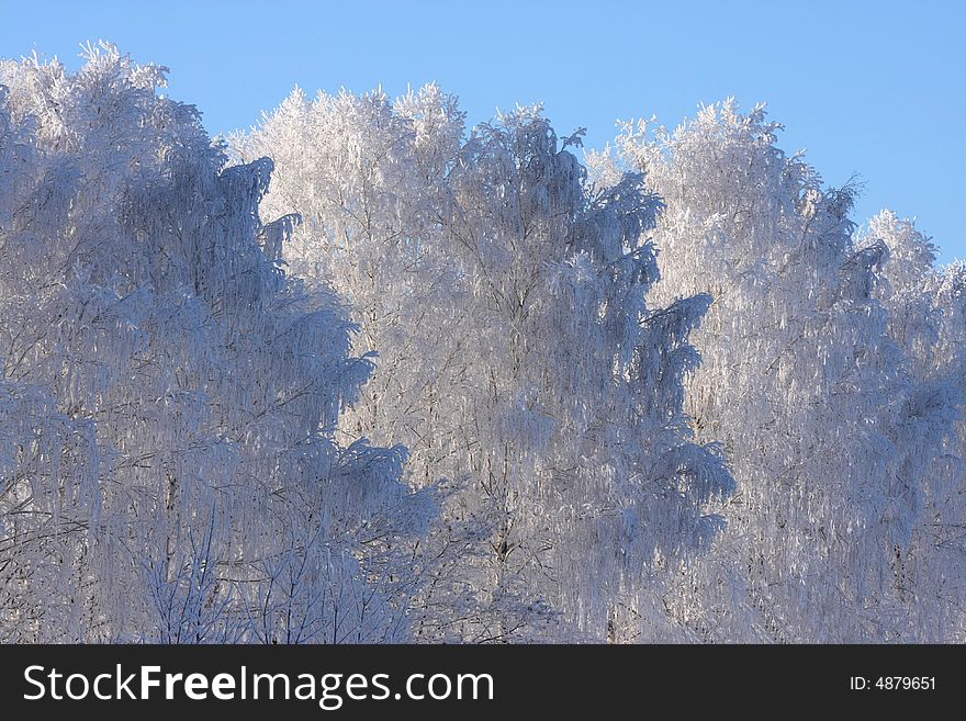 Cold winter snow forest tree frozen. Cold winter snow forest tree frozen