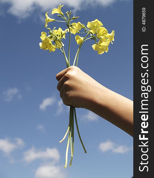 Child's hand offering yellow flowers. Child's hand offering yellow flowers
