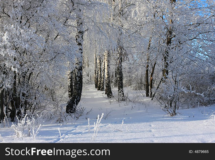 Cold winter snow forest tree frozen. Cold winter snow forest tree frozen