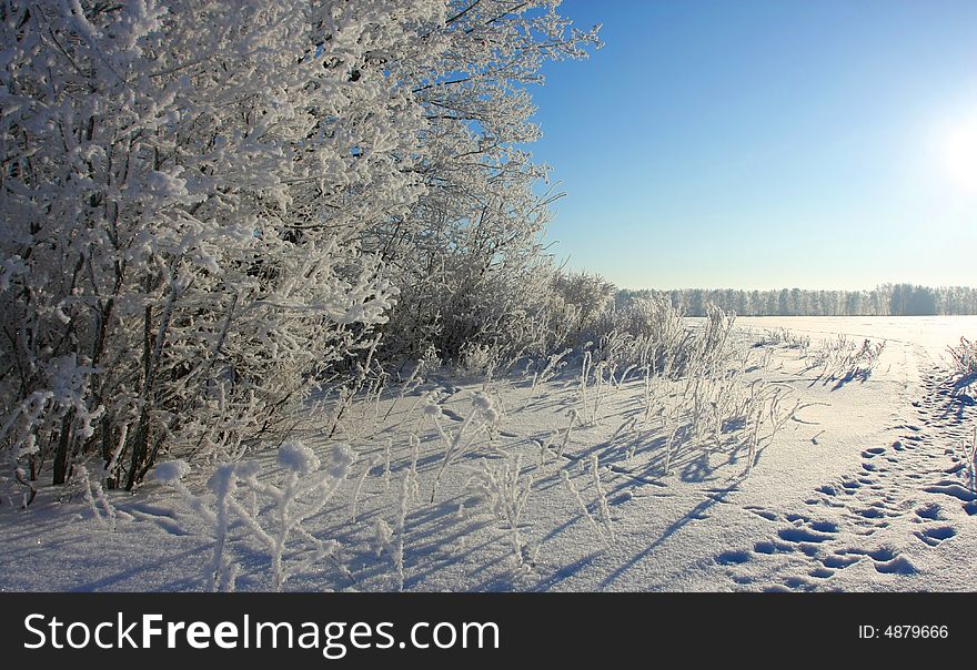 Cold winter snow forest tree frozen. Cold winter snow forest tree frozen