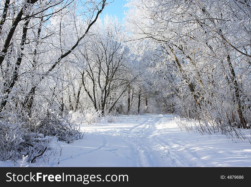 Cold winter snow forest tree frozen. Cold winter snow forest tree frozen