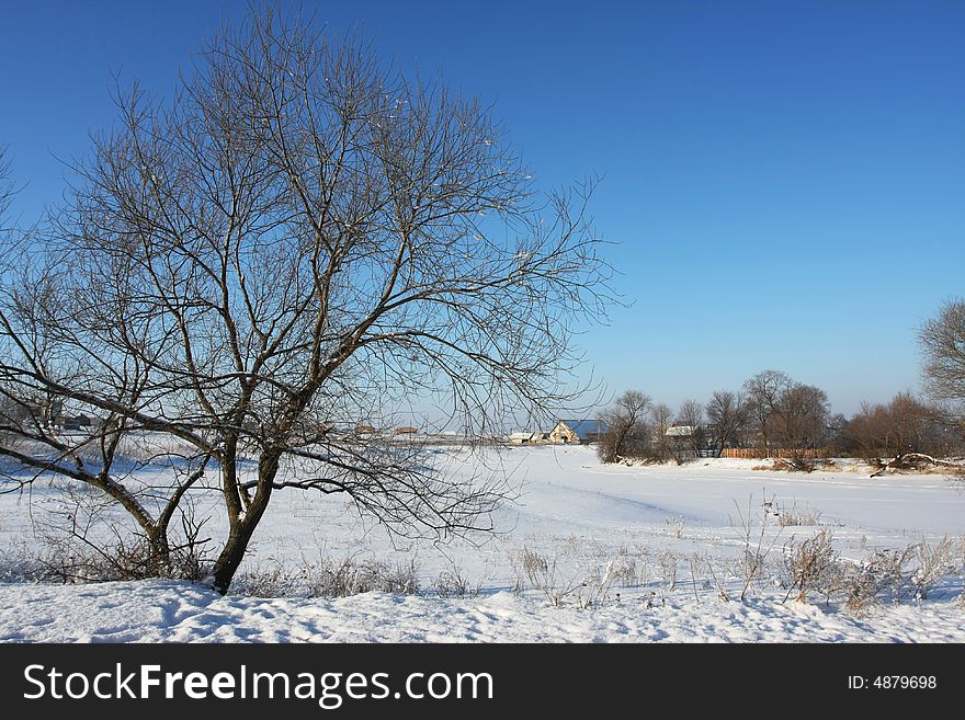 Cold winter snow forest tree frozen. Cold winter snow forest tree frozen