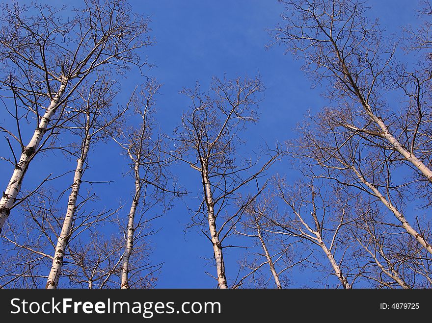 Aspen trees in the sunset