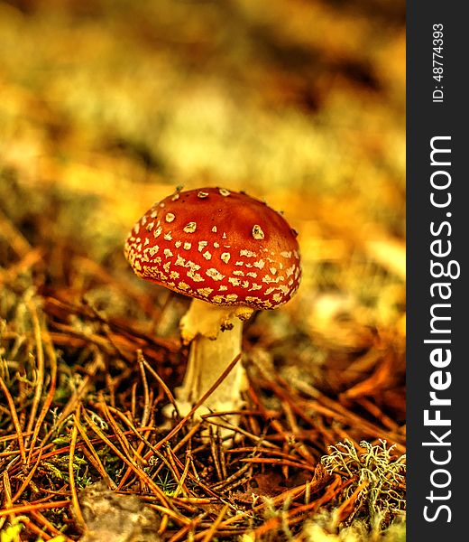 Poisonous mushroom from genus Amanita. Poisonous mushroom from genus Amanita