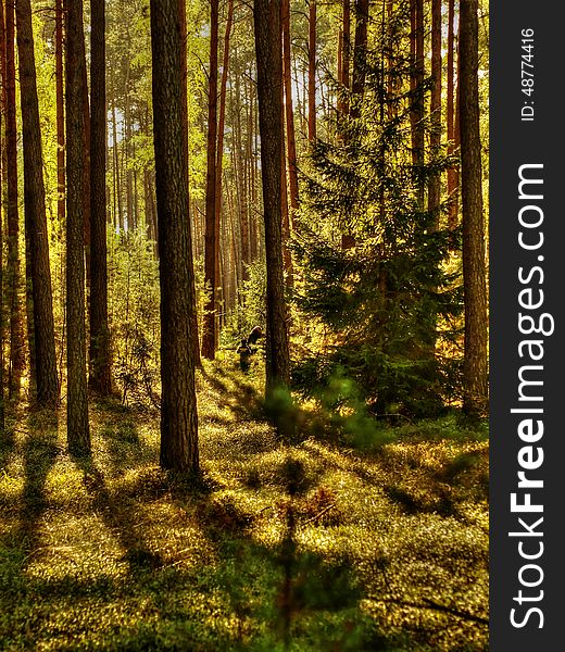 Typical polish pine forest. There are many mushrooms, toadstools, wild berries, blackberries and of course - trees and flowers. Typical polish pine forest. There are many mushrooms, toadstools, wild berries, blackberries and of course - trees and flowers