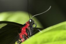 Black Butterfly Royalty Free Stock Photo