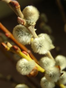 Pussy Willow Stock Photo Pussy Willow Stock Photo