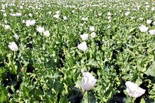 India, Bijaipur: Opium Poppy Field Royalty Free Stock Photo