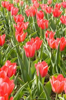 Red Tulips Royalty Free Stock Photography Red Tulips Royalty Free Stock Photography