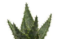 Aloe Stock Photography Aloe Stock Photography