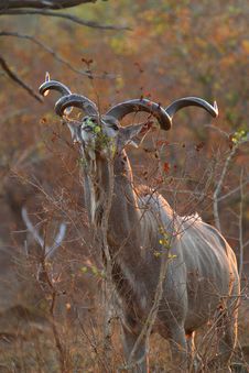Kudu Bull Stock Photos