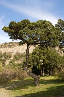 Relic Pine Stock Photos