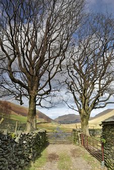 Two Trees And A Farm Gate Stock Images