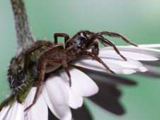 Scary Wolf Spider Royalty Free Stock Photo