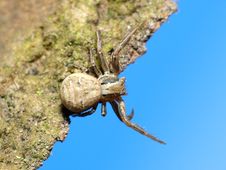 Spider On Tree Royalty Free Stock Photography Spider On Tree Royalty Free Stock Photography