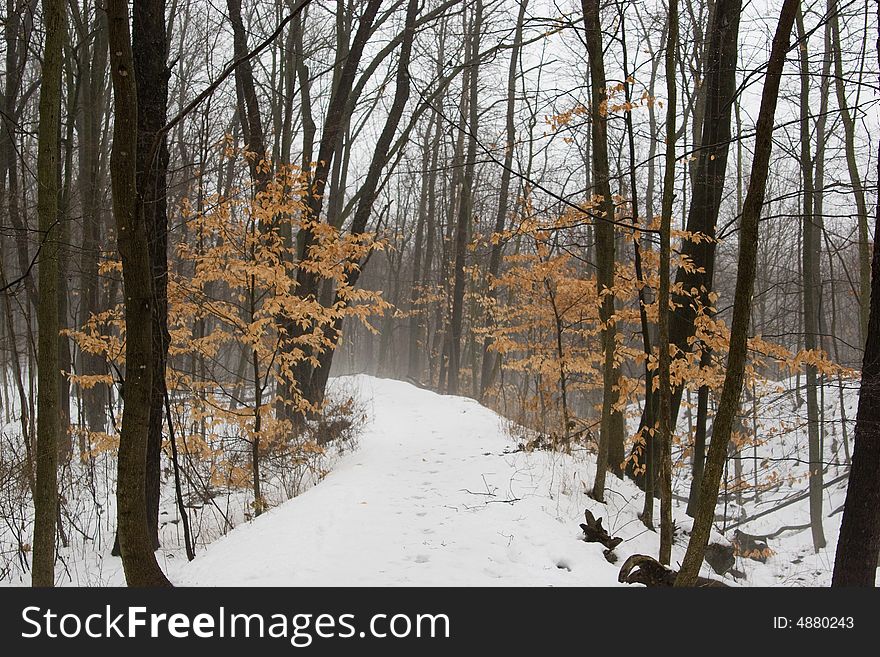A snow covered path in the forest. A snow covered path in the forest