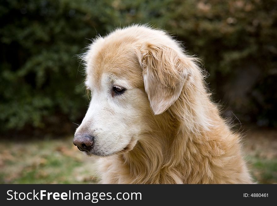 An older dog sitting outside.  He is a purebred golden retriever.