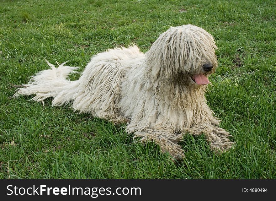 White big dog resting in the green grass. White big dog resting in the green grass