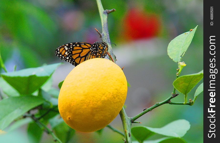 Monarch Batterfly On Lemon