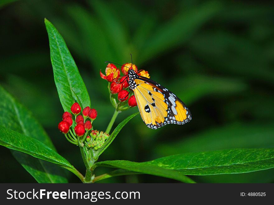 Monarch Batterfly On Flower