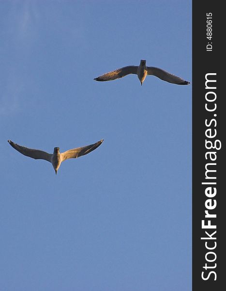 Two sea gulls caught in the middle of flight, with clear blue sky in the background