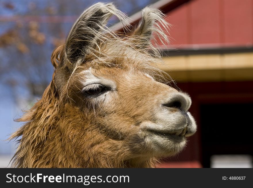 A close up shot of a brown llama.