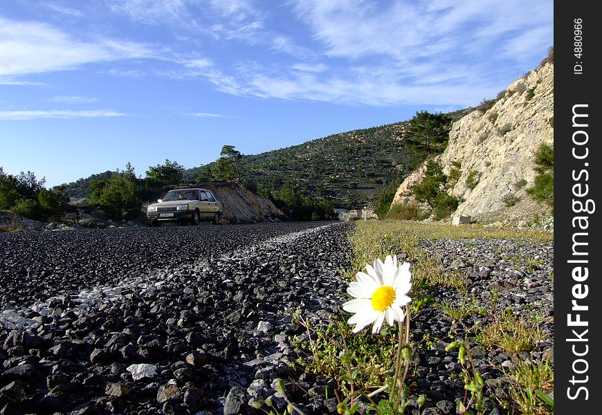 Daisy  that blooming on roadway. Daisy  that blooming on roadway