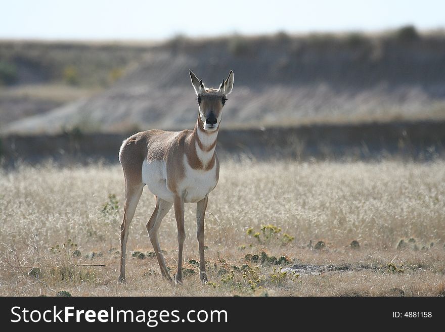 View of young pronghorn in Badlands NP