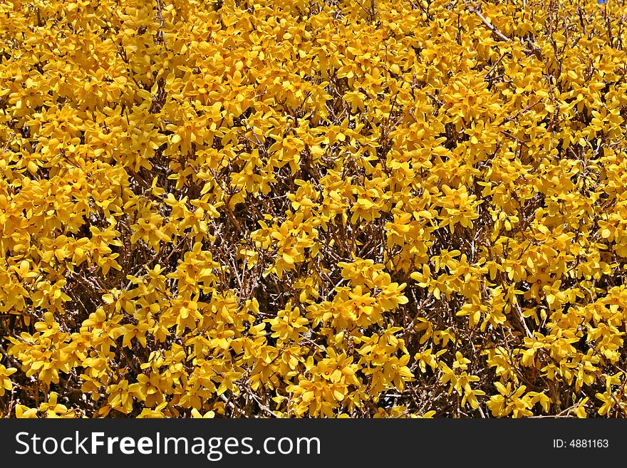 Forsythia, Golden Bells, bed of beautiful yellow blooms makes a beautiful background.