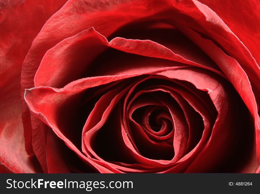 Macro detail of a red rose. Macro detail of a red rose