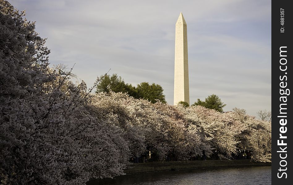 Bank of glorious cherry blossoms underpinning the Washington Monument. Bank of glorious cherry blossoms underpinning the Washington Monument