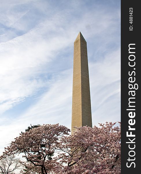 Washington Monument with a layer of cherry blossom flowers at the base. Washington Monument with a layer of cherry blossom flowers at the base