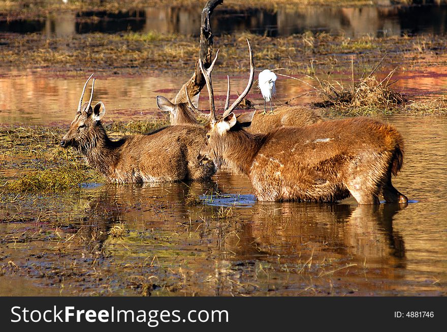 India, Ranthambore: Deers around the lake  at the end of the  afternoon