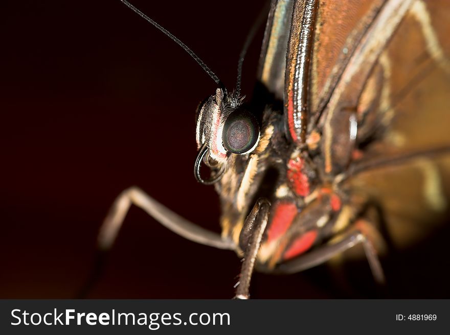 Extreme close-up of a butterfly with focus on its eye.