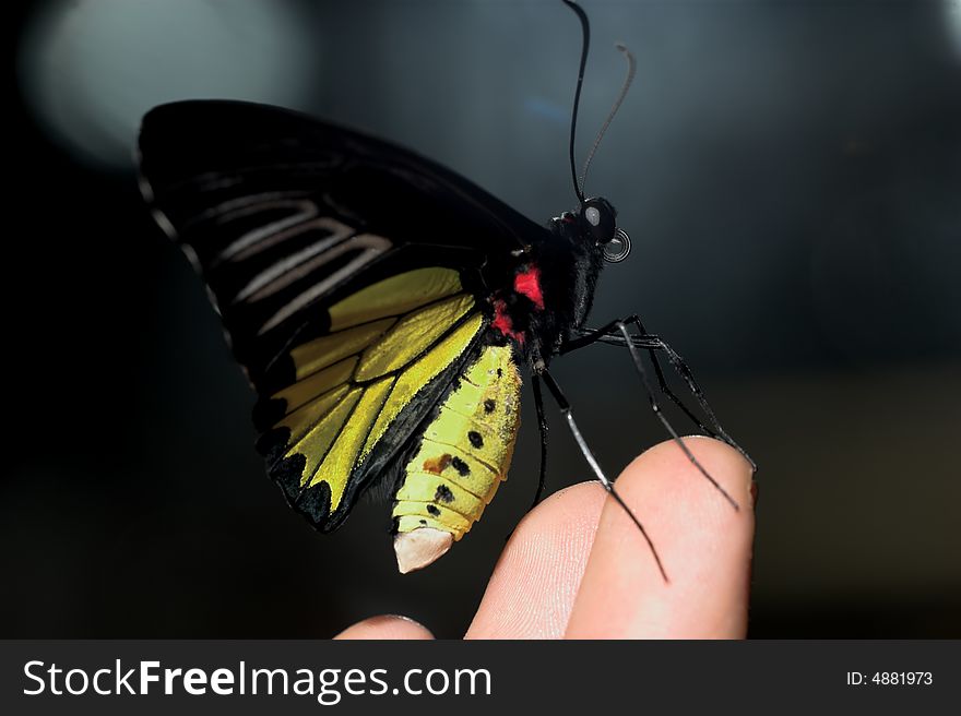 Butterfly perched on a person's fingers. Butterfly perched on a person's fingers.