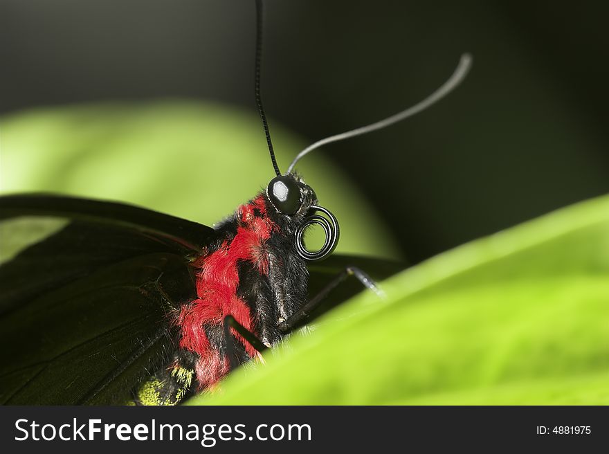 Close up of a black and red butterfly partially hidden behind a leaf. Close up of a black and red butterfly partially hidden behind a leaf.