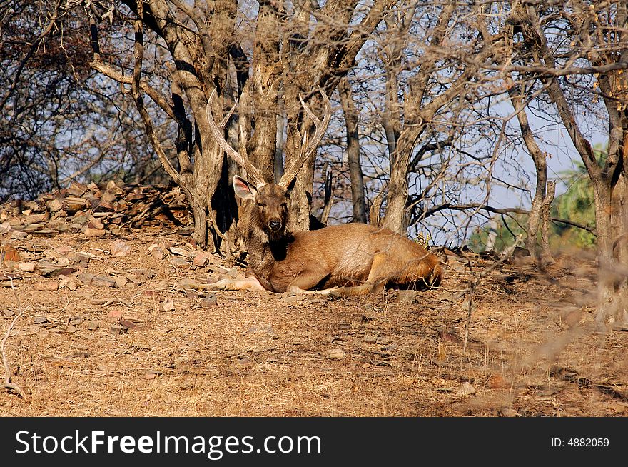 India, Ranthambore: Deers