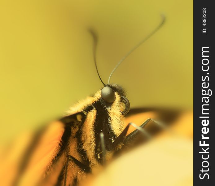 Yellow butterfly and macro details. Yellow butterfly and macro details.