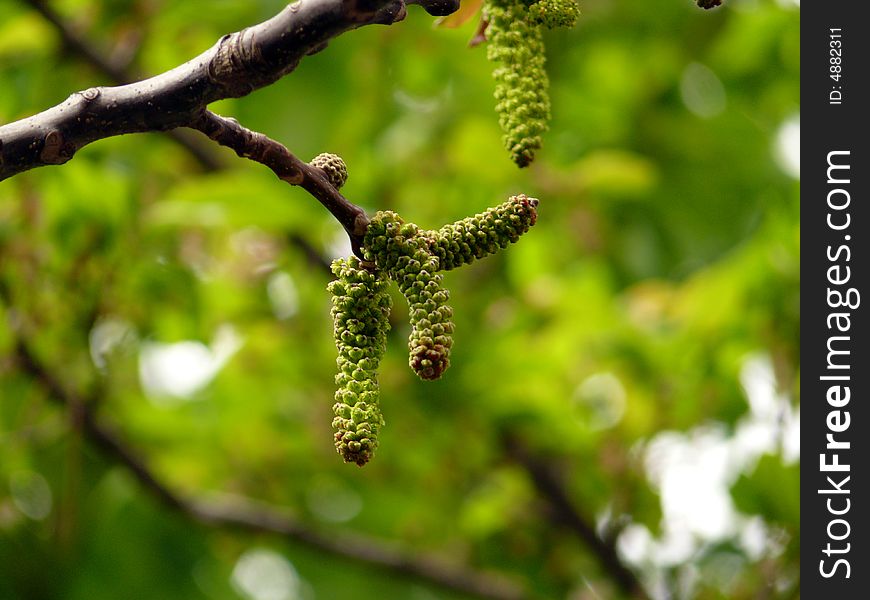 These flowers like fingers on a tree