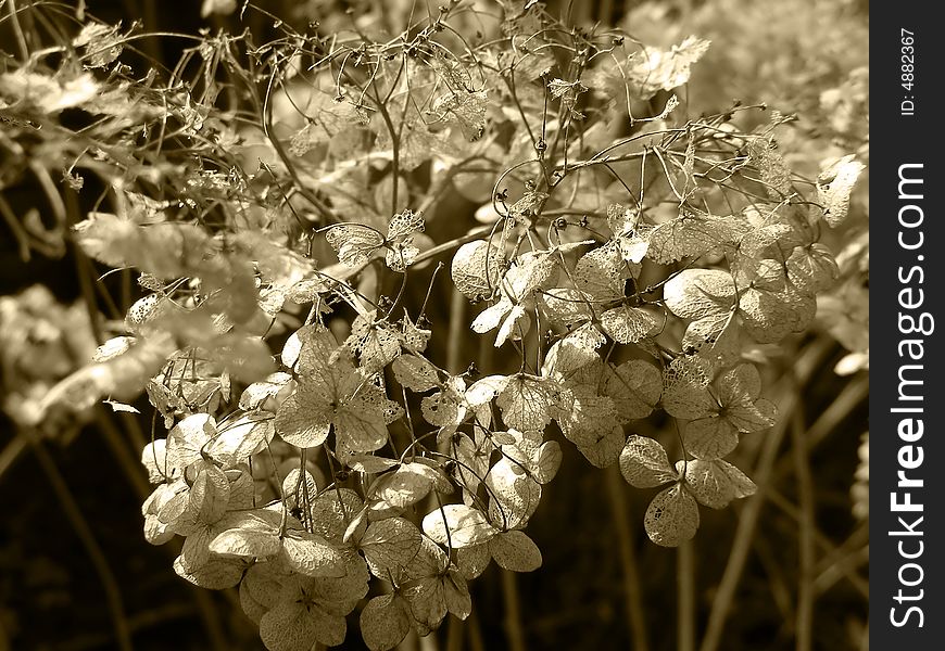 Last year's hydrangea bush dried out and redone in sepia. Last year's hydrangea bush dried out and redone in sepia.