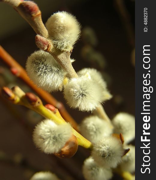 Closeup of pussy willow branches - it is finally spring.