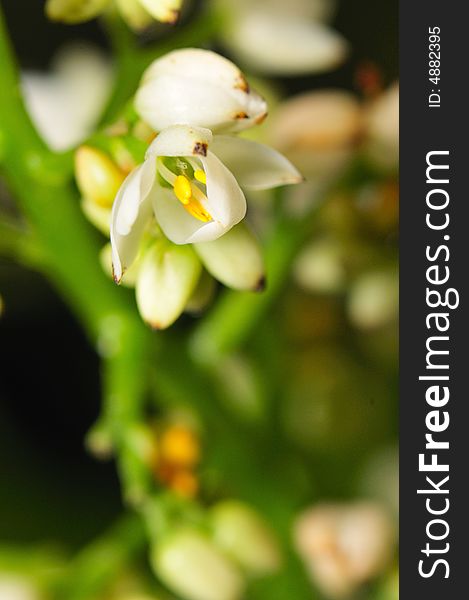 A close up macro of a flower buds. A close up macro of a flower buds