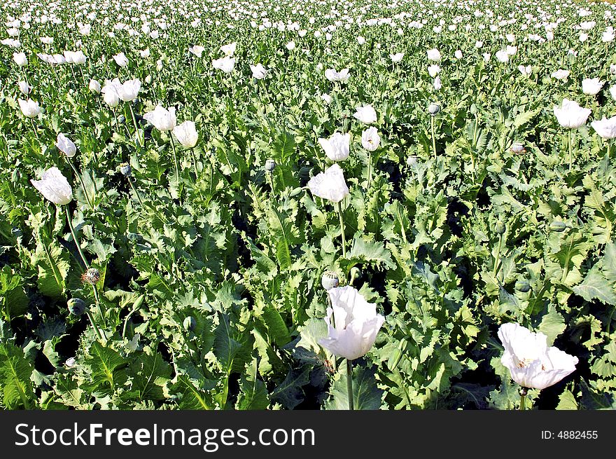 India, Bijaipur: Opium poppy field