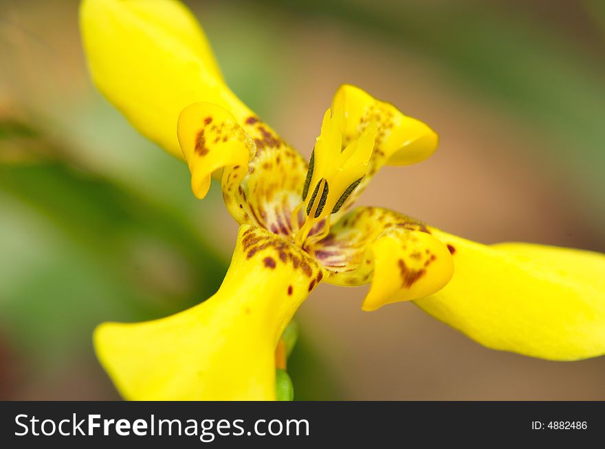 A close up macro of a yellow orchid. A close up macro of a yellow orchid