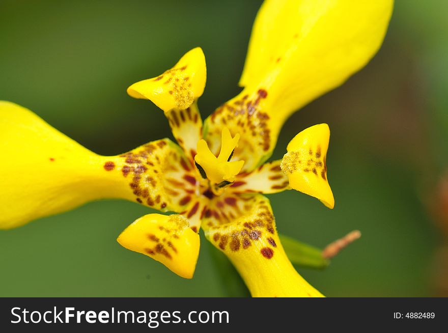 A close up macro of a yellow orchid. A close up macro of a yellow orchid