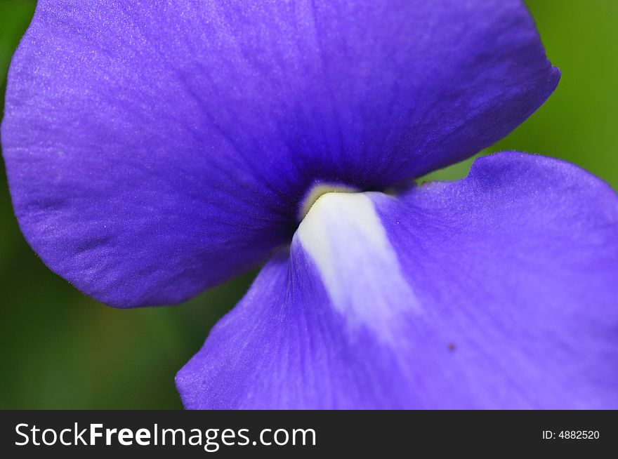 A close up macro of a blueish. A close up macro of a blueish