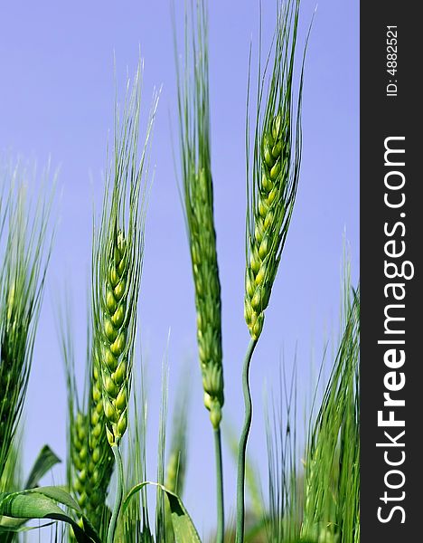 India, Chittorgarh: Green wheat and blue sky during a sunny spring day