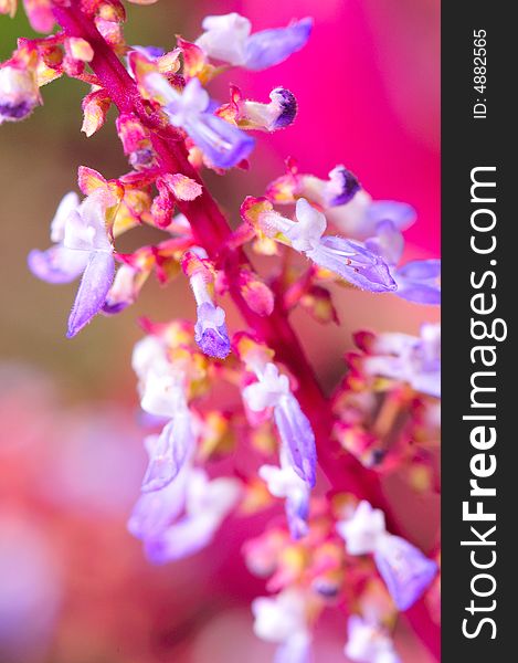 A close up macro of purple flower buds. A close up macro of purple flower buds