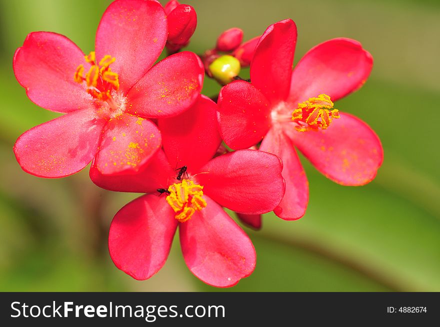 A close up macro of red flower. A close up macro of red flower